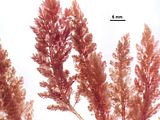 6 – Aspetto delle porzioni apicali degli assi eretti
